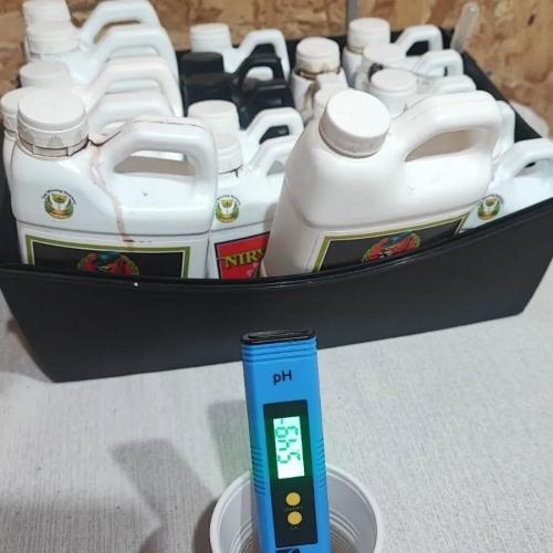 Gorilla cookies Auto FASTBUDS420. Week 2