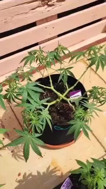 Gorilla cookies Auto FASTBUDS420