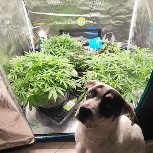 Gorilla cookies Auto FASTBUDS420. Week 6