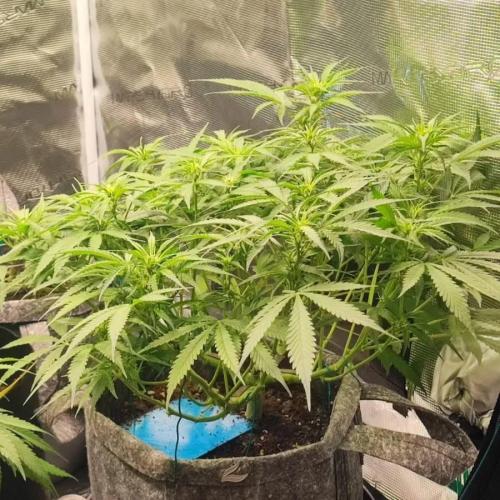 Gorilla cookies Auto FASTBUDS420. Week 6