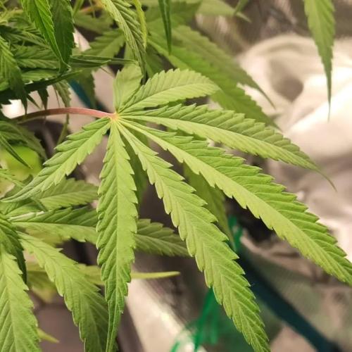 Gorilla cookies Auto FASTBUDS420. Week 6