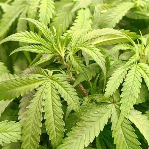 Gorilla cookies Auto FASTBUDS420. Week 6