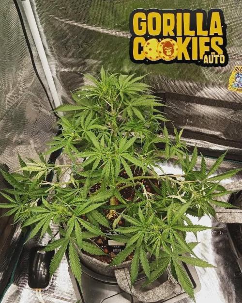 Gorilla cookies Auto FASTBUDS420. Week 6
