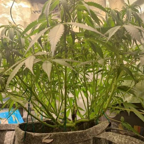 Gorilla cookies Auto FASTBUDS420. Week 6