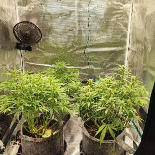 Gorilla cookies Auto FASTBUDS420. Week 6