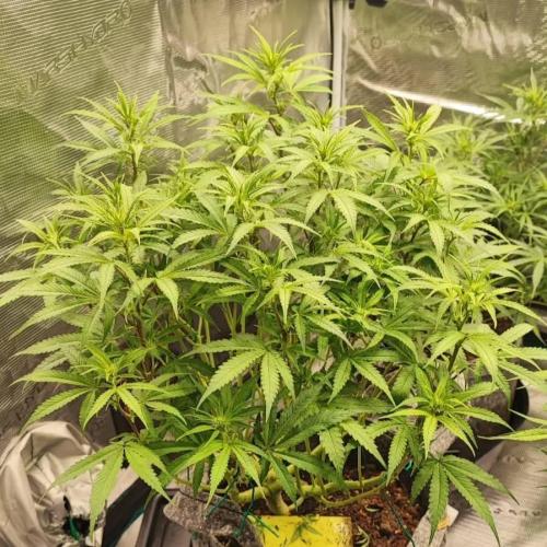 Gorilla cookies Auto FASTBUDS420. Week 6