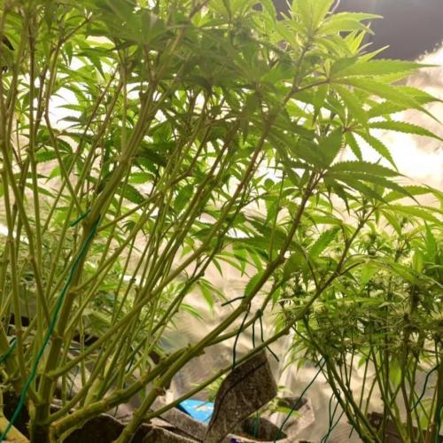 Gorilla cookies Auto FASTBUDS420. Week 6