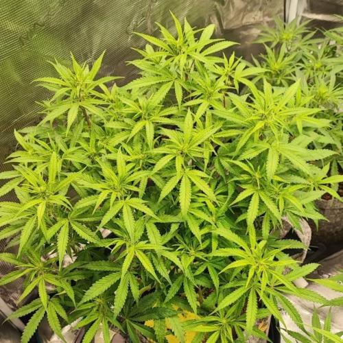 Gorilla cookies Auto FASTBUDS420. Week 6