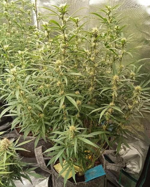 Gorilla cookies Auto FASTBUDS420. Week 7