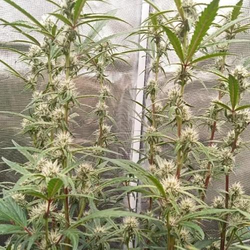 Gorilla cookies Auto FASTBUDS420. Week 7