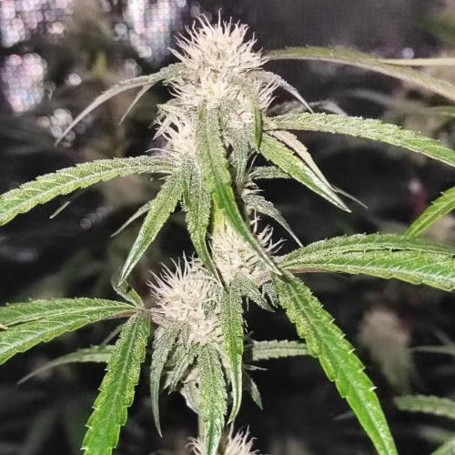 Gorilla cookies Auto FASTBUDS420. Week 7