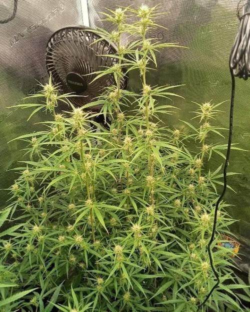 Gorilla cookies Auto FASTBUDS420. Week 7