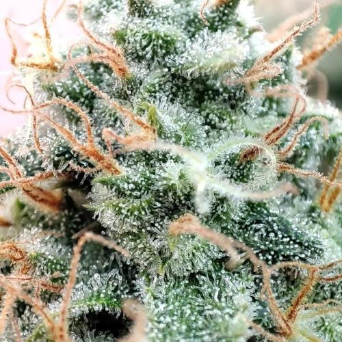 Gorilla cookies Auto FASTBUDS420. Week 7