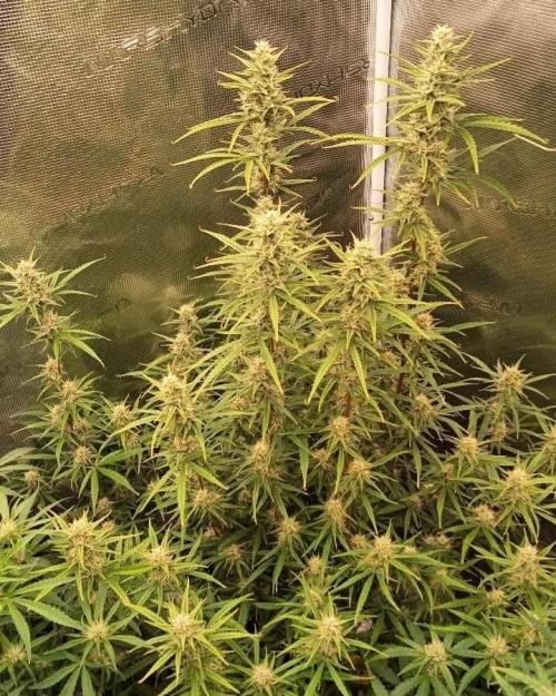 Gorilla cookies Auto FASTBUDS420. Week 7