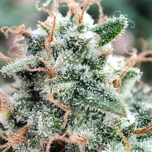 Gorilla cookies Auto FASTBUDS420. Week 7