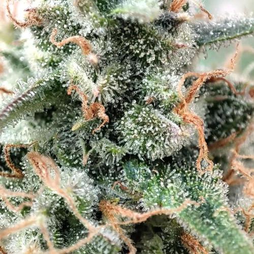 Gorilla cookies Auto FASTBUDS420. Week 7