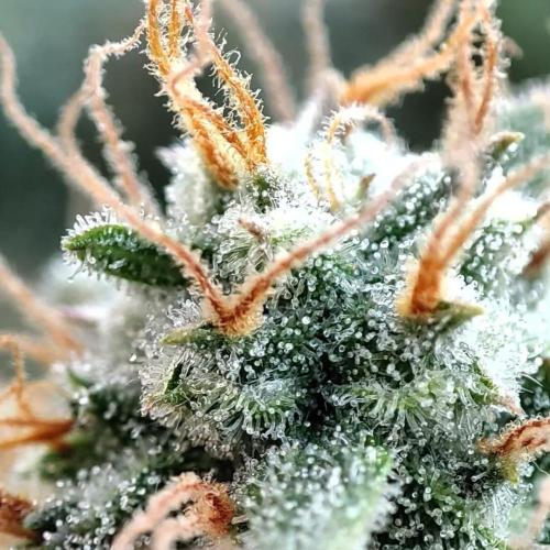 Gorilla cookies Auto FASTBUDS420. Week 7