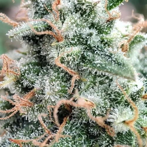 Gorilla cookies Auto FASTBUDS420. Week 7