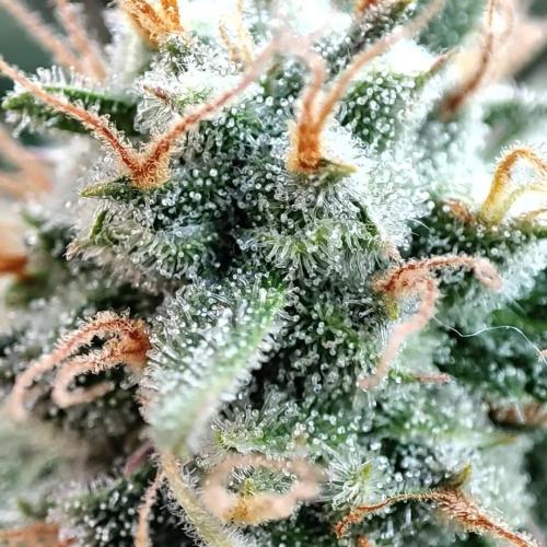 Gorilla cookies Auto FASTBUDS420. Week 7