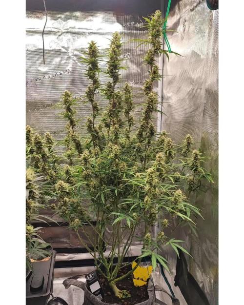 Gorilla cookies Auto FASTBUDS420. Week 7