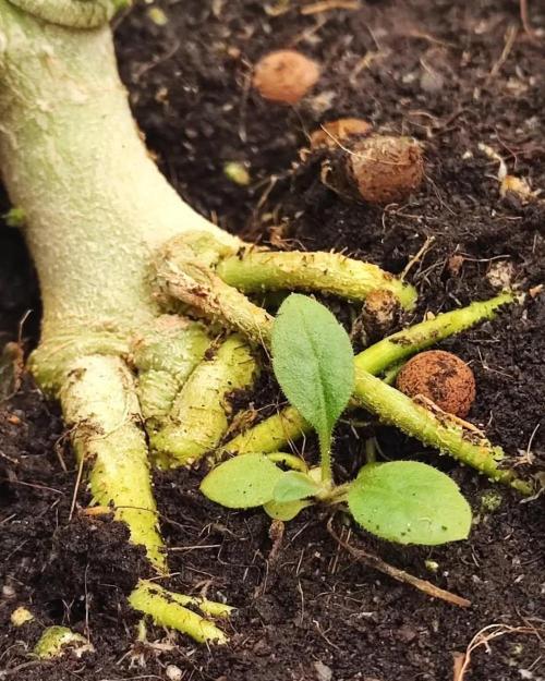 Gorilla cookies Auto FASTBUDS420. Week 7