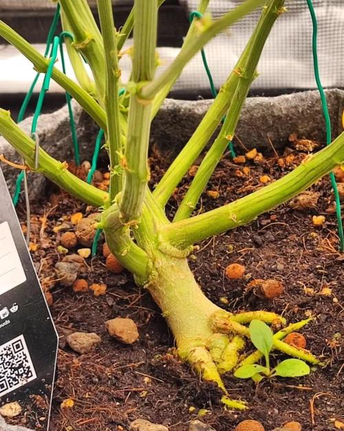 Gorilla cookies Auto FASTBUDS420. Week 7