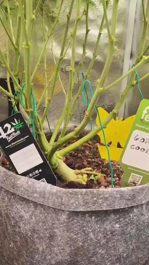 Gorilla cookies Auto FASTBUDS420