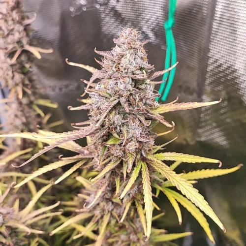 Gorilla cookies Auto FASTBUDS420. Week 8