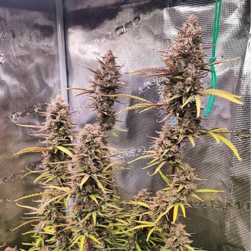 Gorilla cookies Auto FASTBUDS420. Week 8