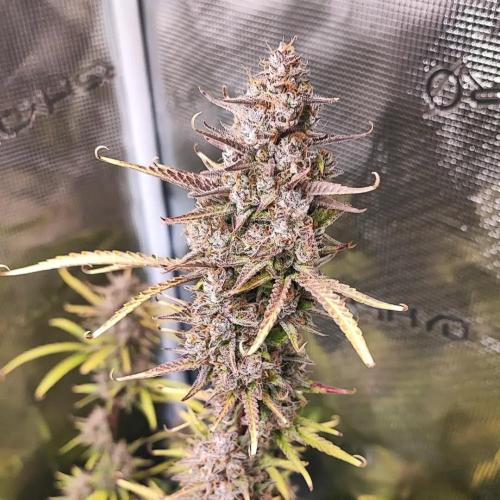 Gorilla cookies Auto FASTBUDS420. Week 8