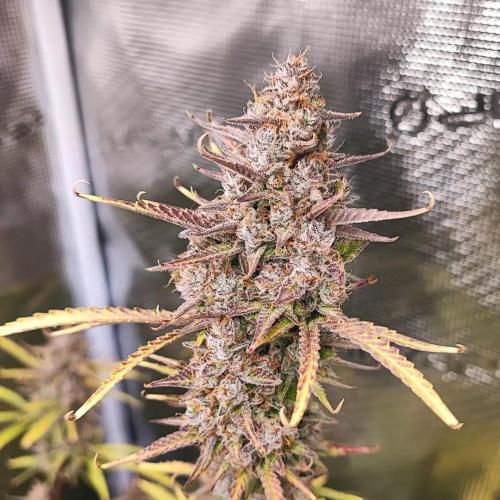 Gorilla cookies Auto FASTBUDS420. Week 8