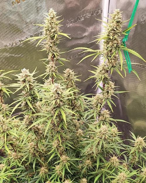 Gorilla cookies Auto FASTBUDS420. Week 9