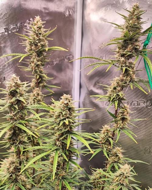 Gorilla cookies Auto FASTBUDS420. Week 9