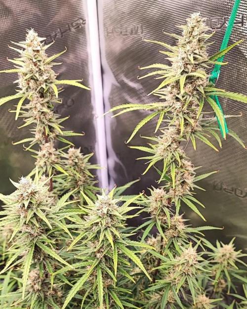 Gorilla cookies Auto FASTBUDS420. Week 9