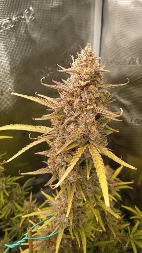 Gorilla cookies Auto FASTBUDS420. Week 9