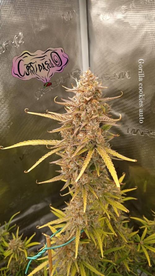 Gorilla cookies Auto FASTBUDS420. Week 9