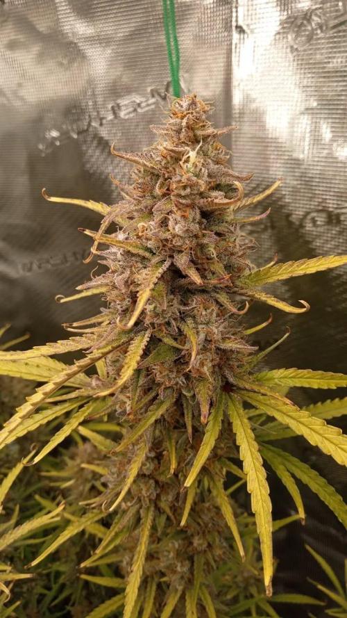 Gorilla cookies Auto FASTBUDS420. Week 9