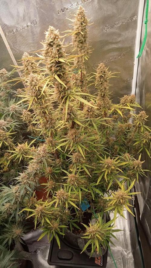 Gorilla cookies Auto FASTBUDS420. Week 9