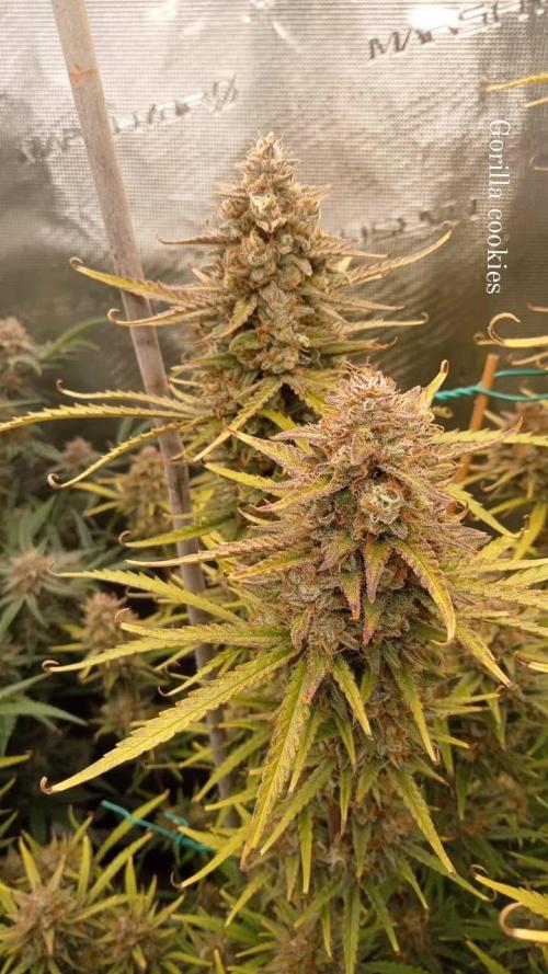 Gorilla cookies Auto FASTBUDS420. Week 9