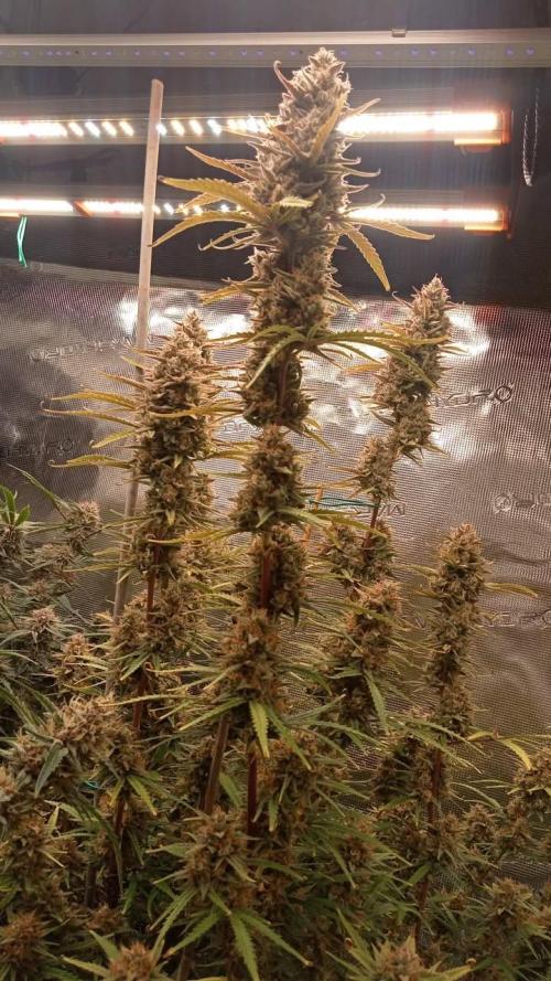 Gorilla cookies Auto FASTBUDS420. Week 9