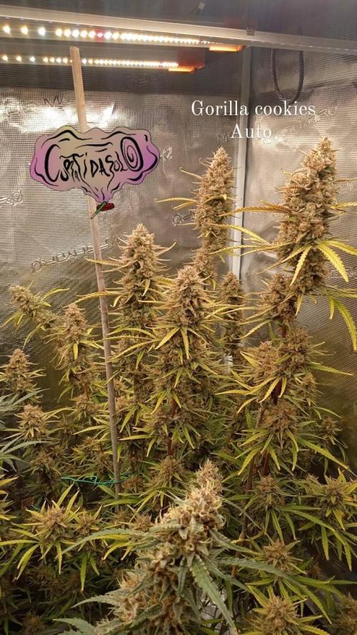 Gorilla cookies Auto FASTBUDS420. Week 9