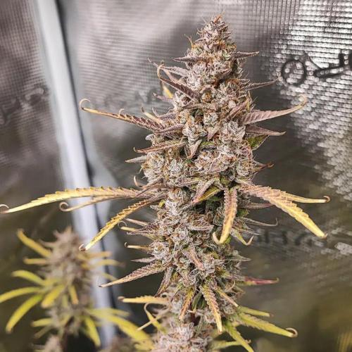 Gorilla cookies Auto FASTBUDS420. Week 9