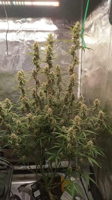 Gorilla cookies Auto FASTBUDS420