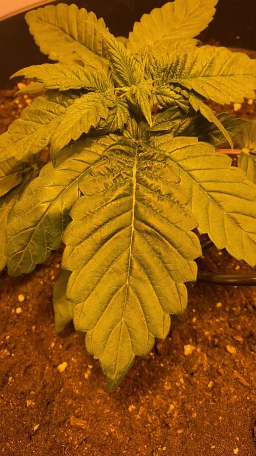 Pink Pineapple Kush