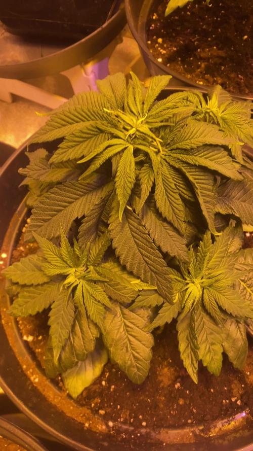 Pink Pineapple Kush