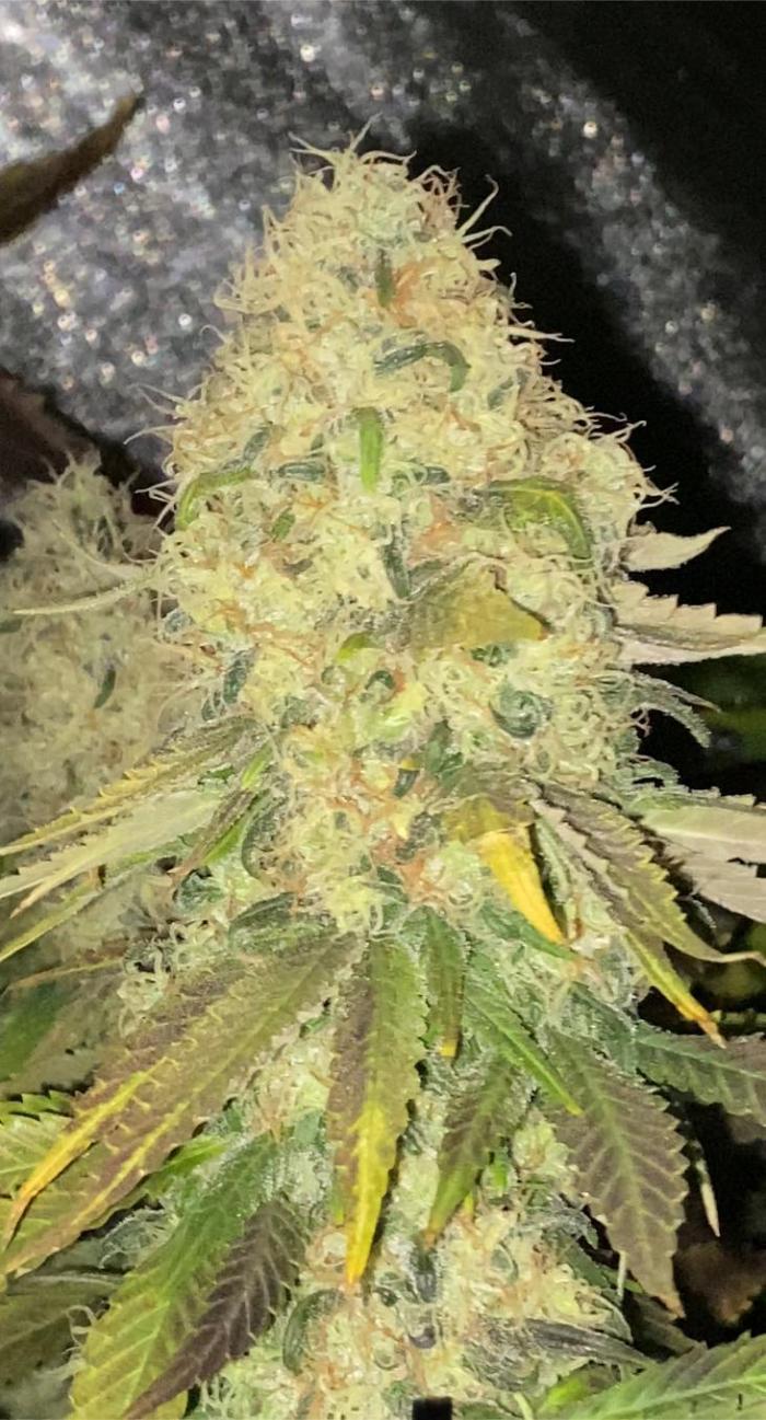 Pink Pineapple Kush. Week 12 - Huge buds