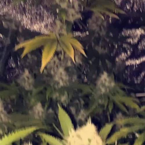 Strawberry Stardwag ️