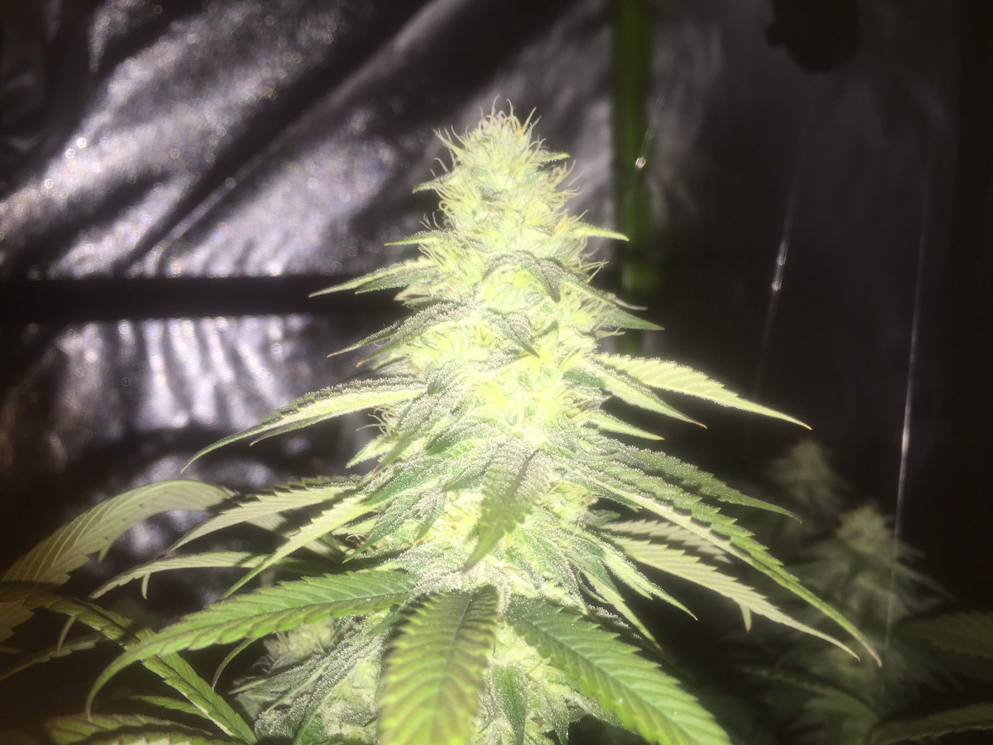 What Does A 1 Pound Plant Look Like Asking List