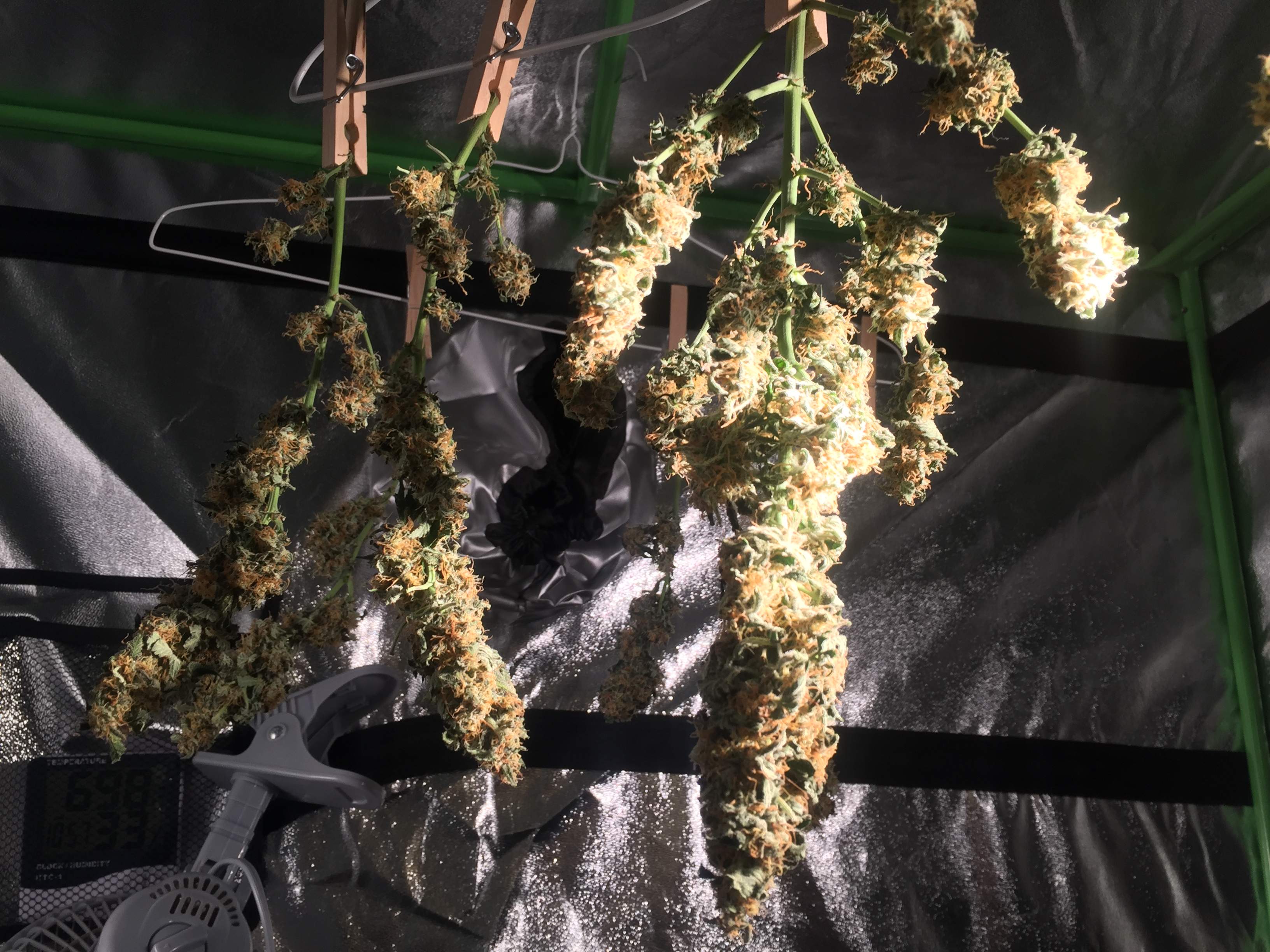 Growers Choice Seeds Sour Kush Auto grow diary (journal) week11 by