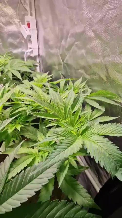 Black Cherry Punch - Pyramid Seeds